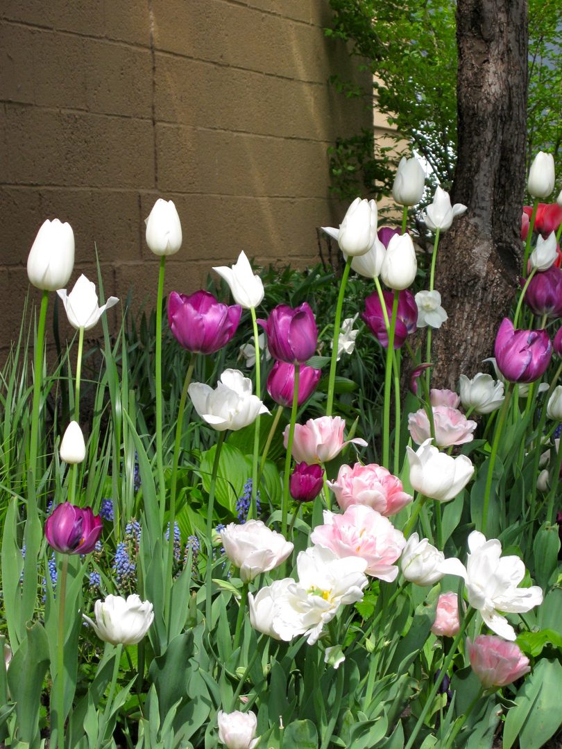 Colorful tulips blooming by a brick wall.