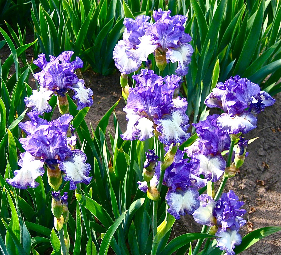 Purple and white irises in sunlight.
