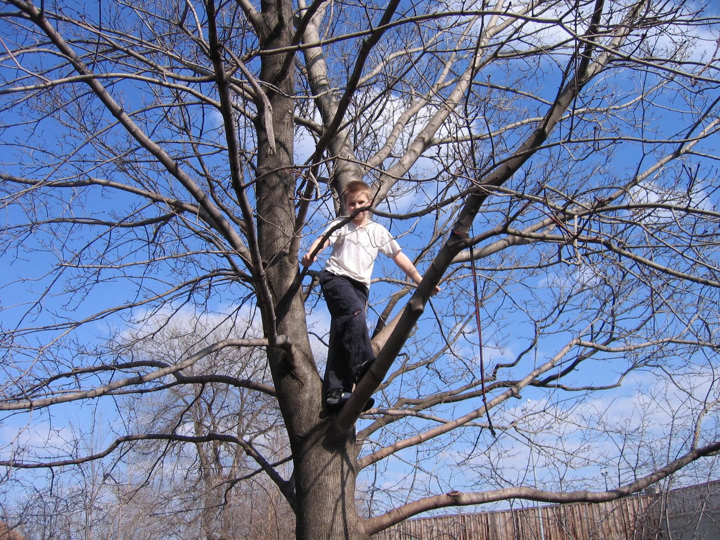 Child climbing bare tree under blue sky.