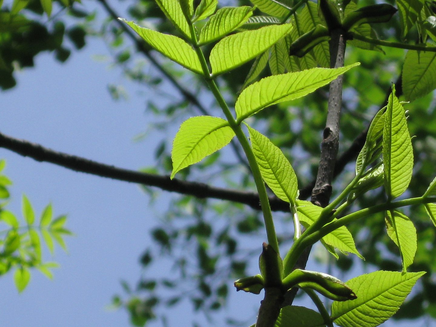 Green leaves on tree with blue sky.