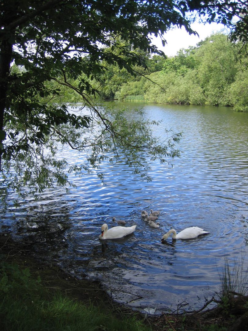 Swans and cygnets swimming in a lake.