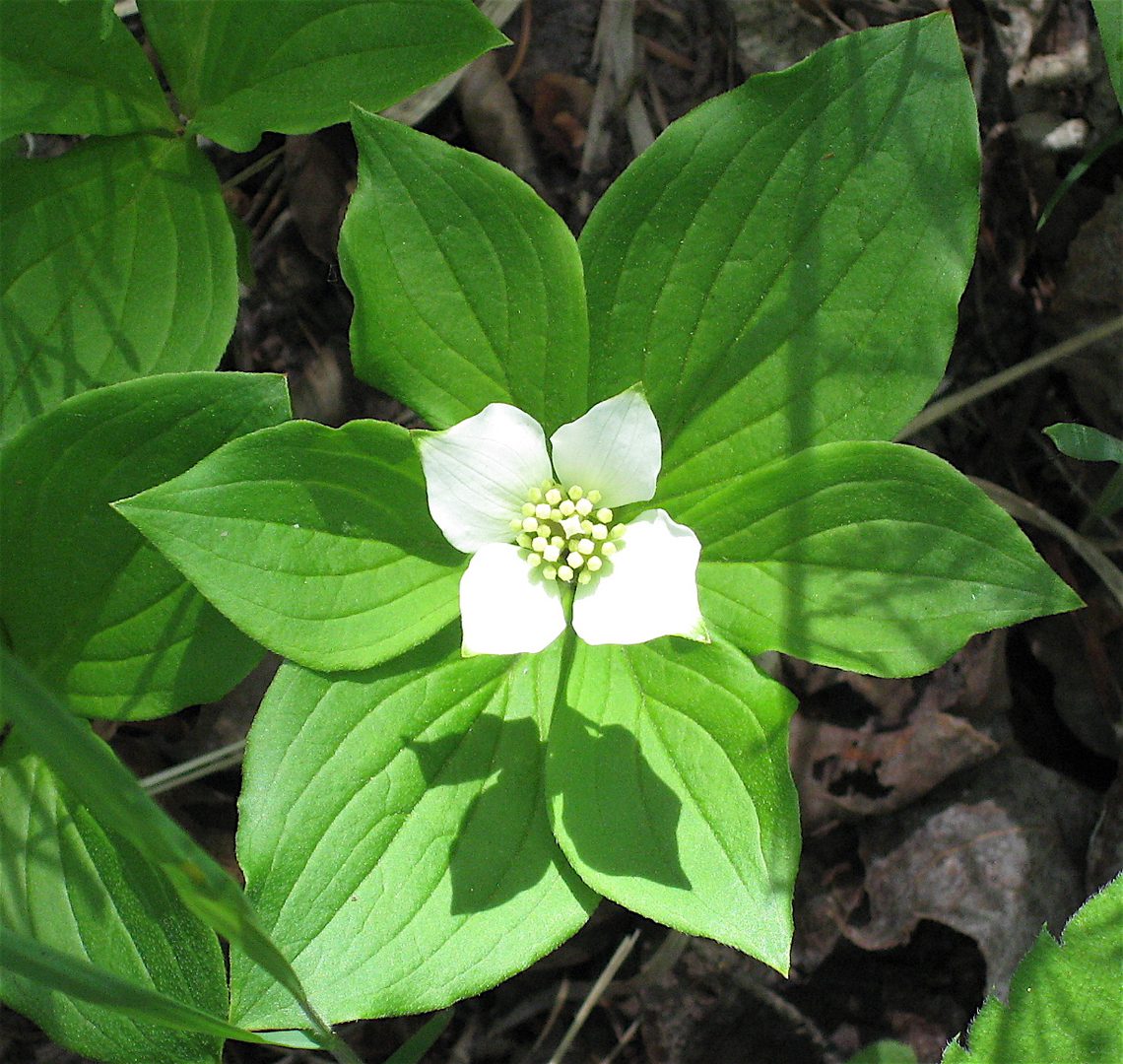 Green plant with white flower in sunlight.