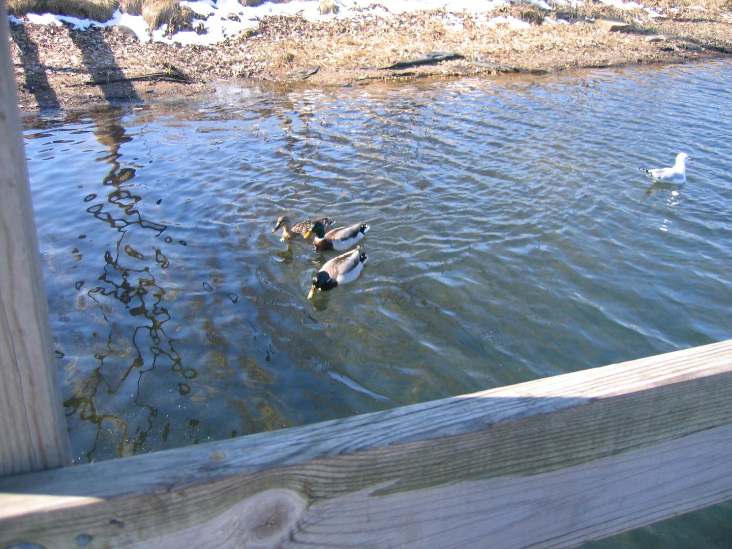 Ducks and seagull swimming in a pond.