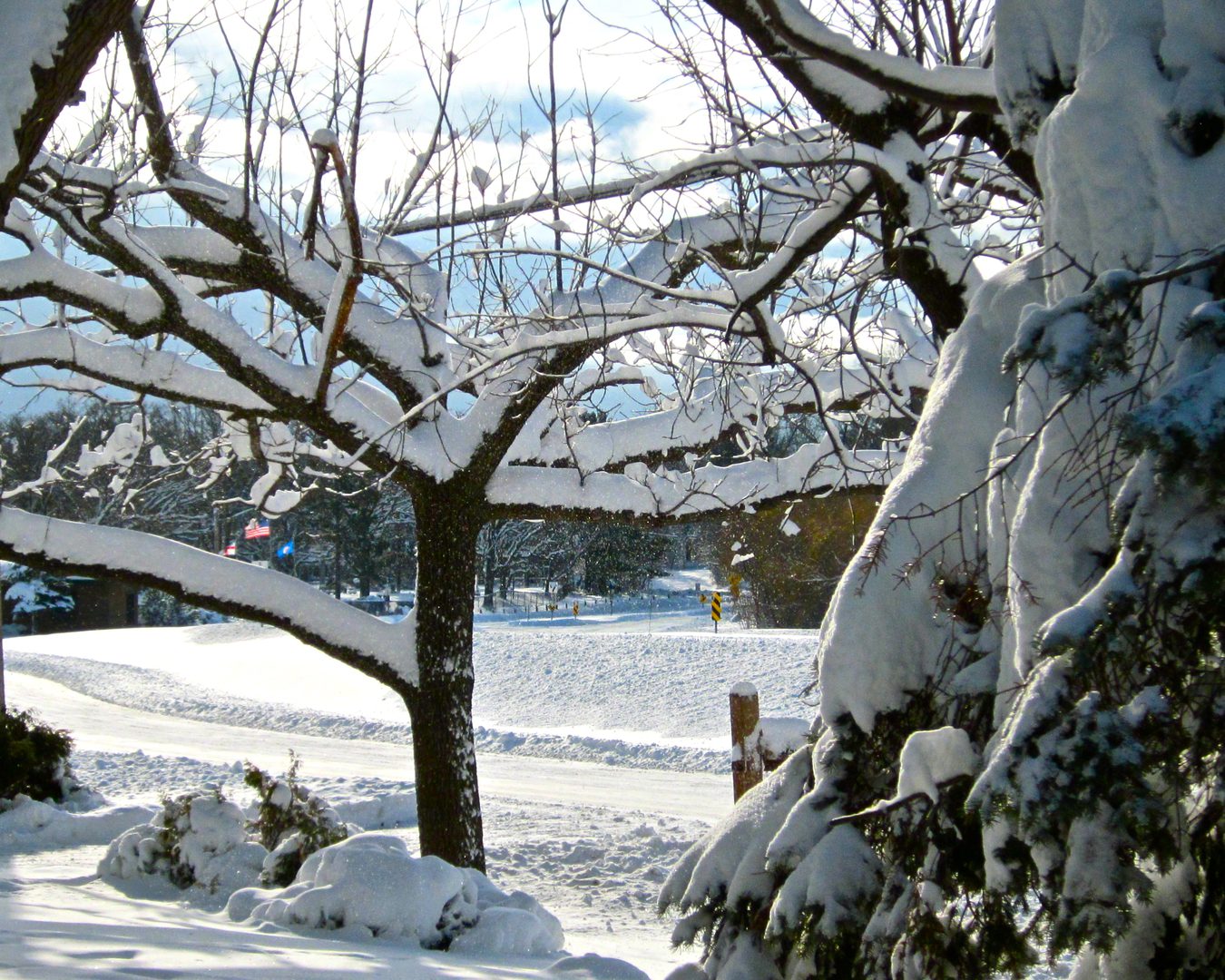 Snow-covered trees and landscape on sunny day.