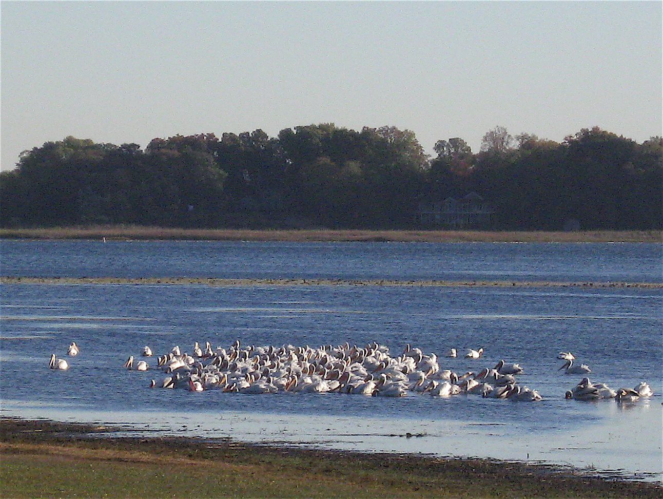 Flock of birds on a calm lake.