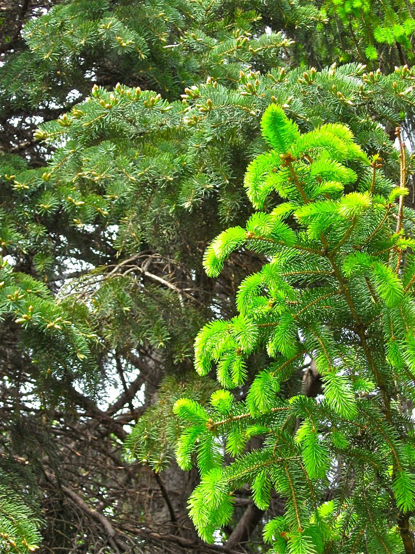 Bright green pine branches against darker foliage.