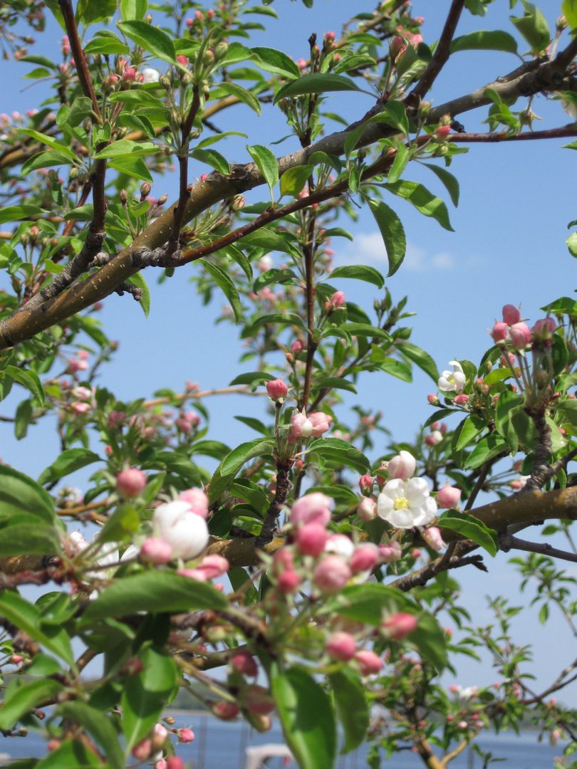Flowering tree branches against a clear sky.
