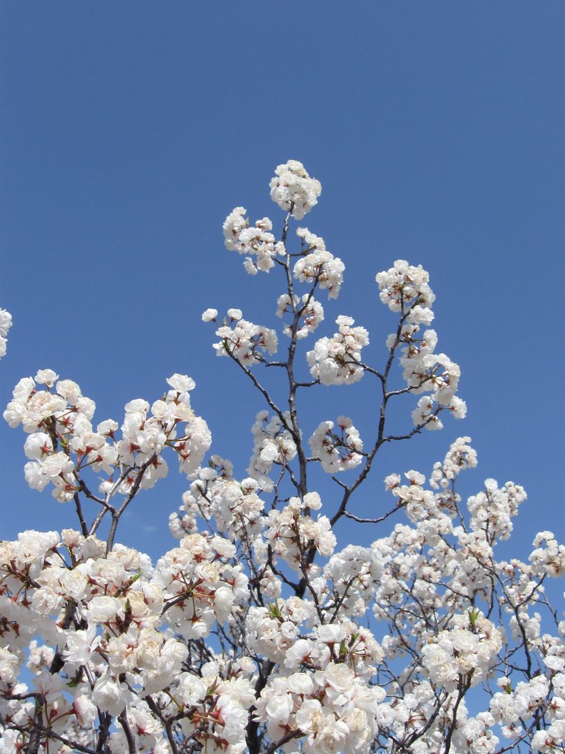 White blossoms against a clear blue sky.