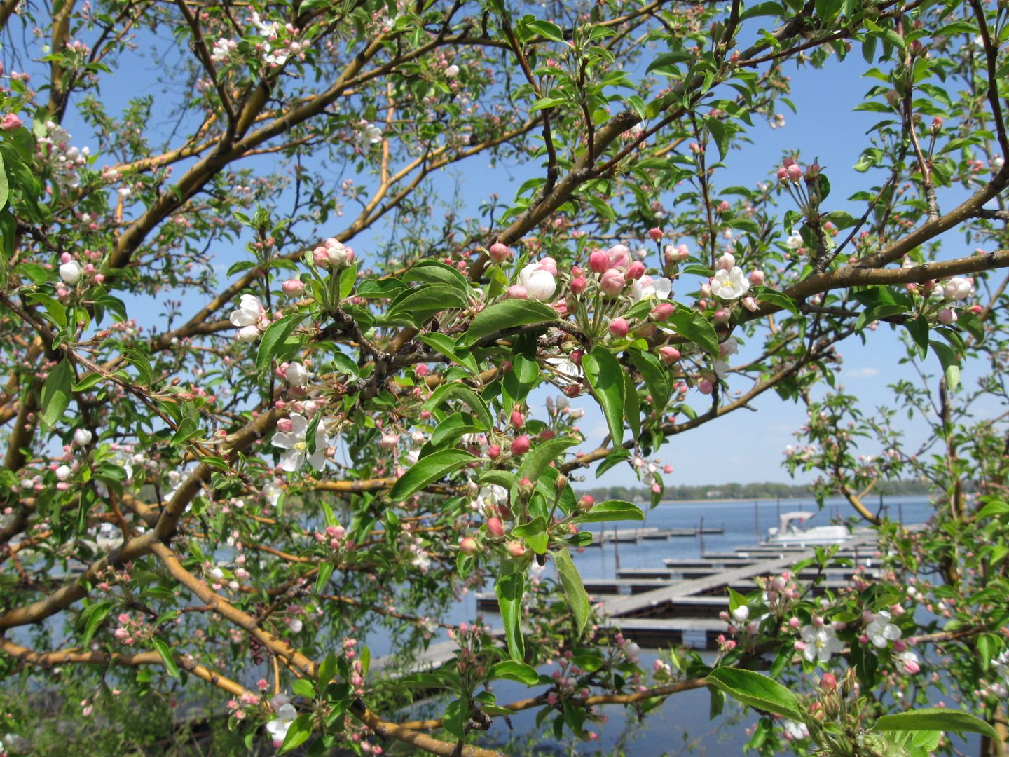 Blossoming tree branches by the lake.