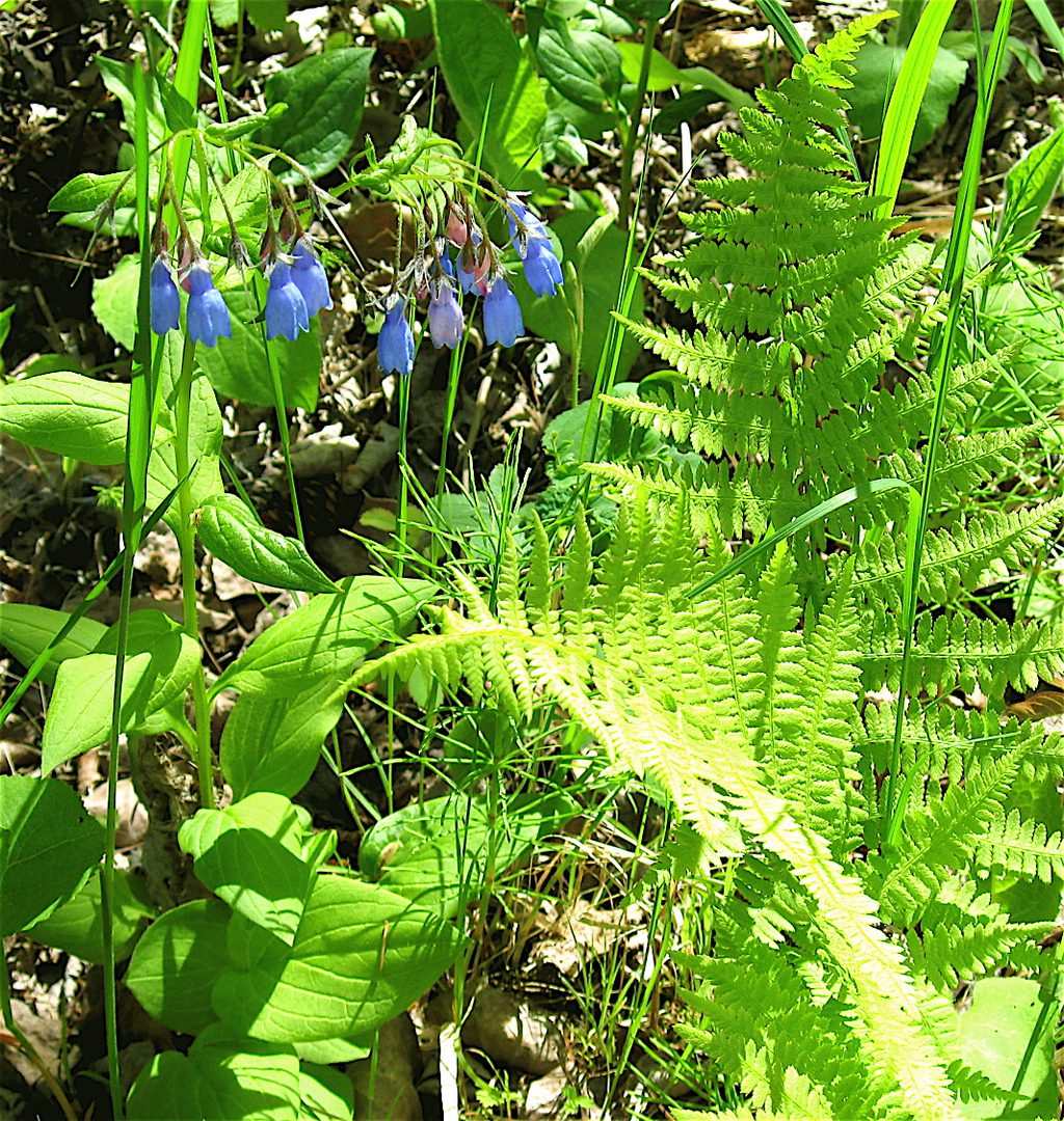 Blue flowers and green fern in sunlight.