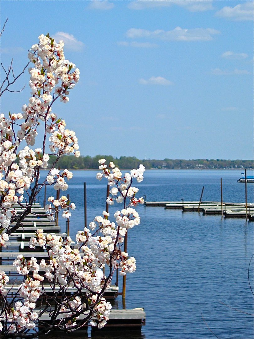 Cherry blossoms by a serene lakeside dock.