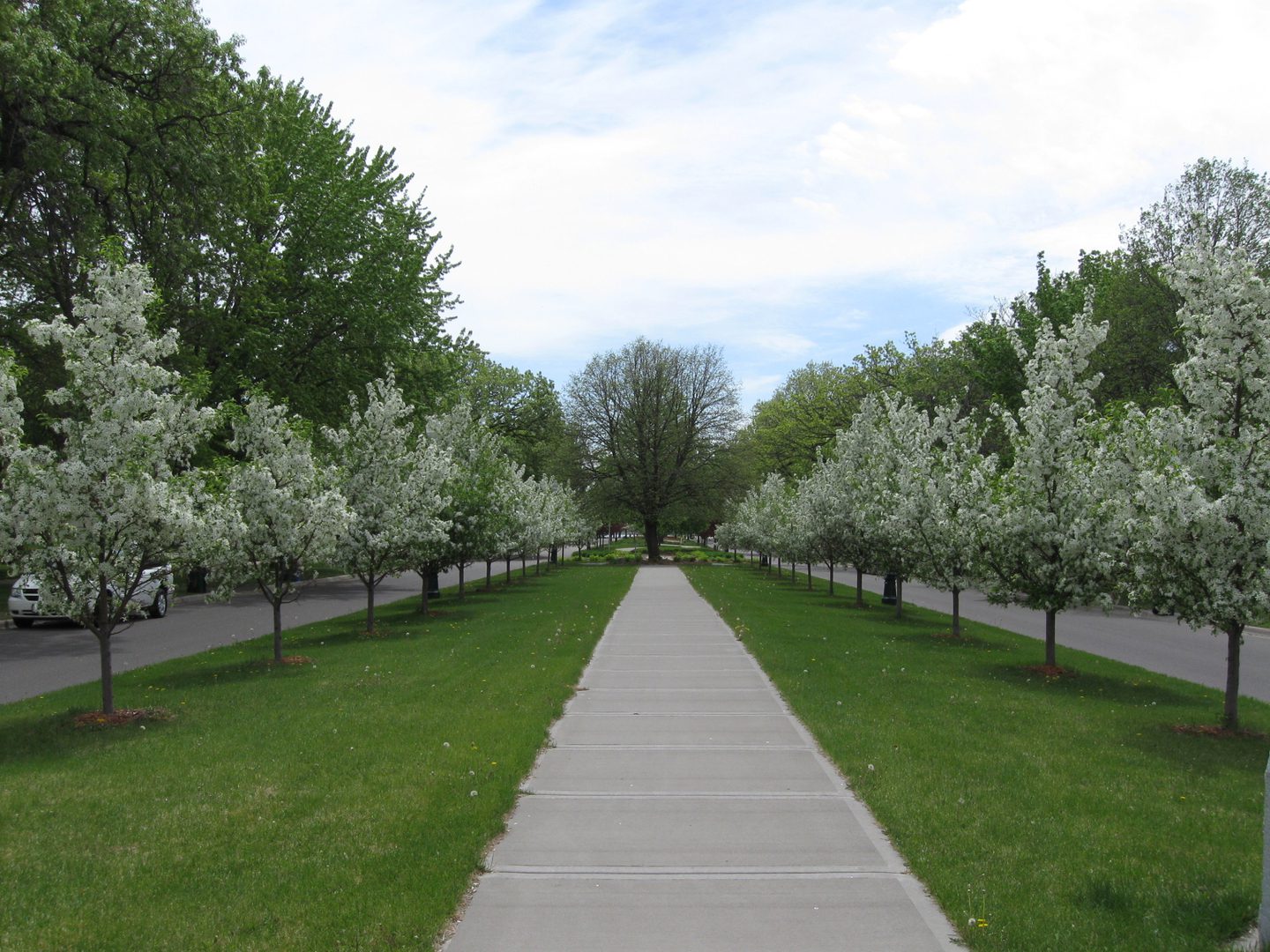 Tree-lined pathway with blooming white flowers.