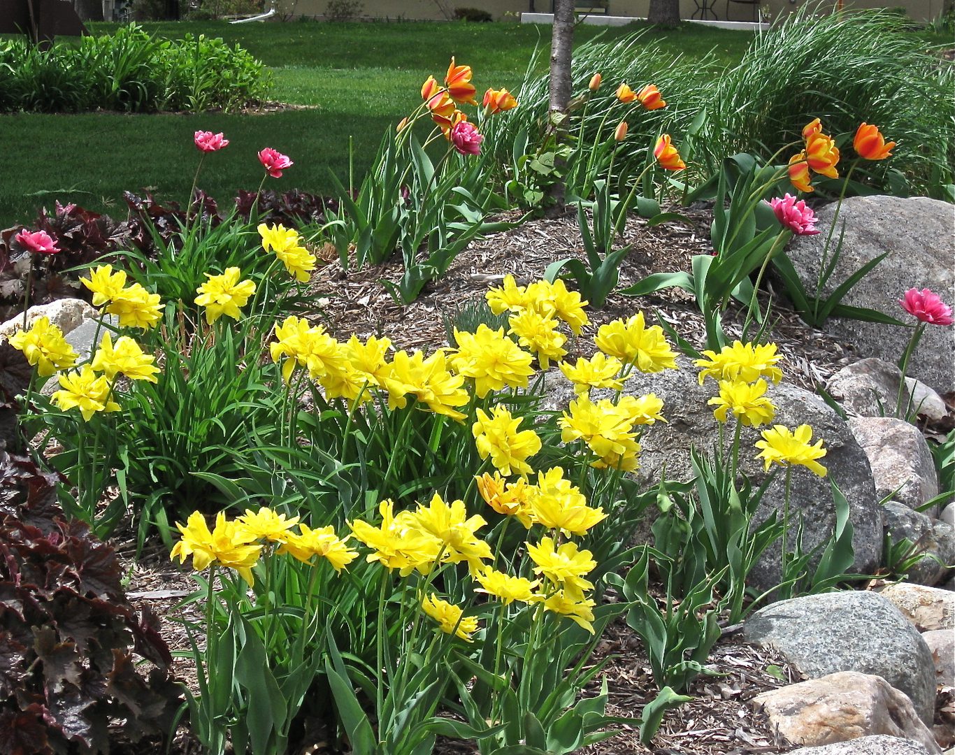 Yellow and pink flowers in a garden.