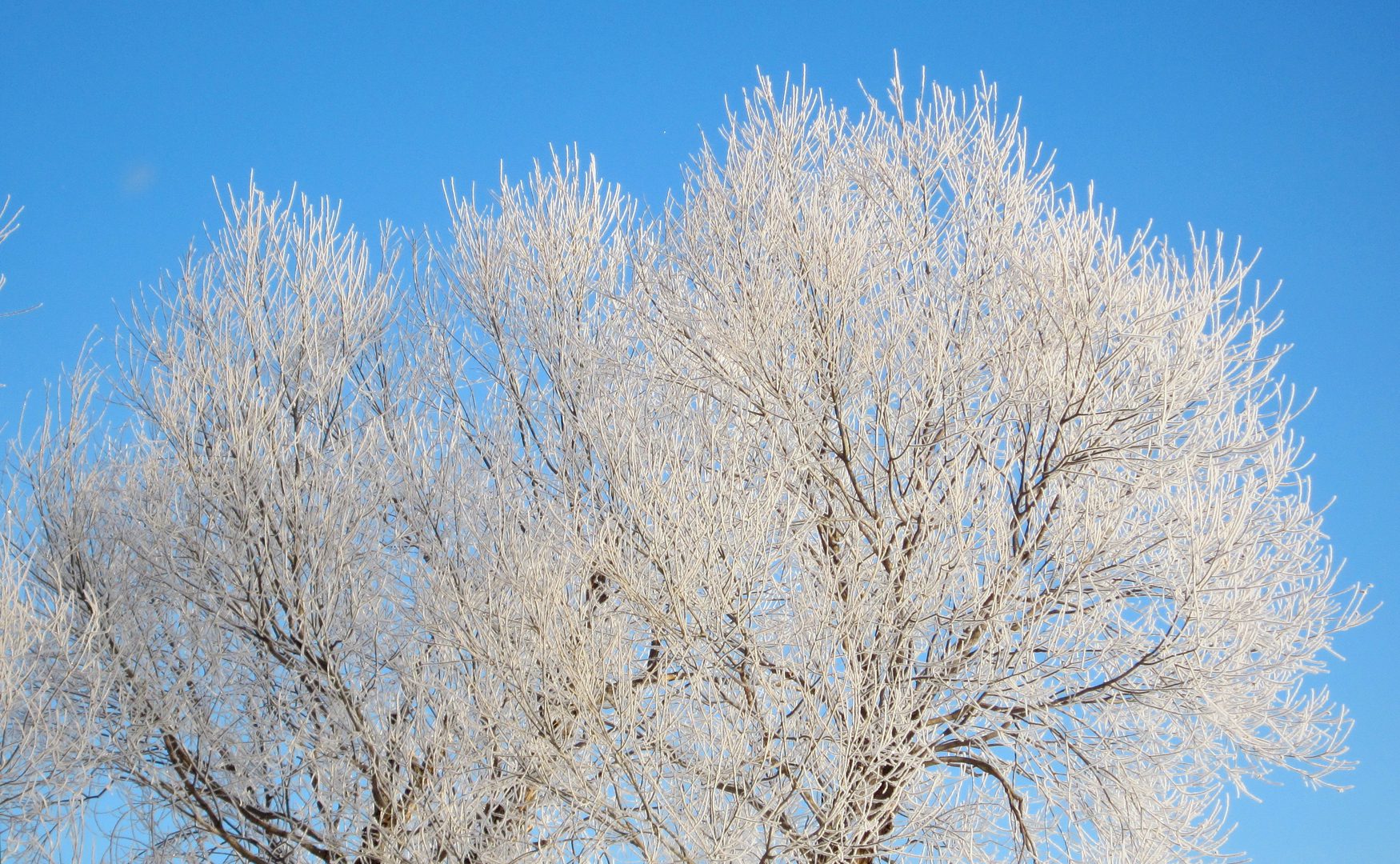 Frost-covered tree branches against blue sky.