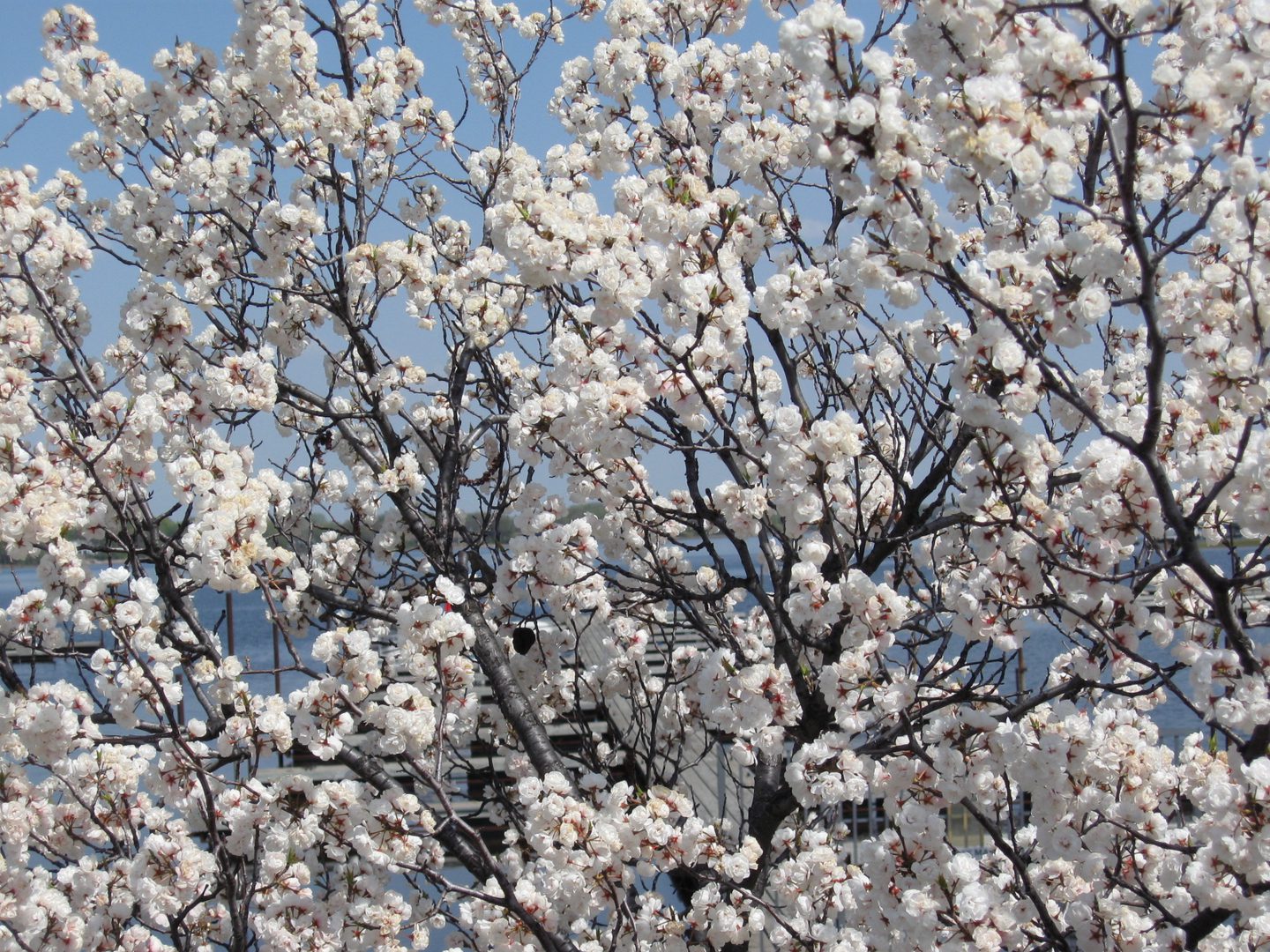 Cherry blossoms in full bloom on branches.