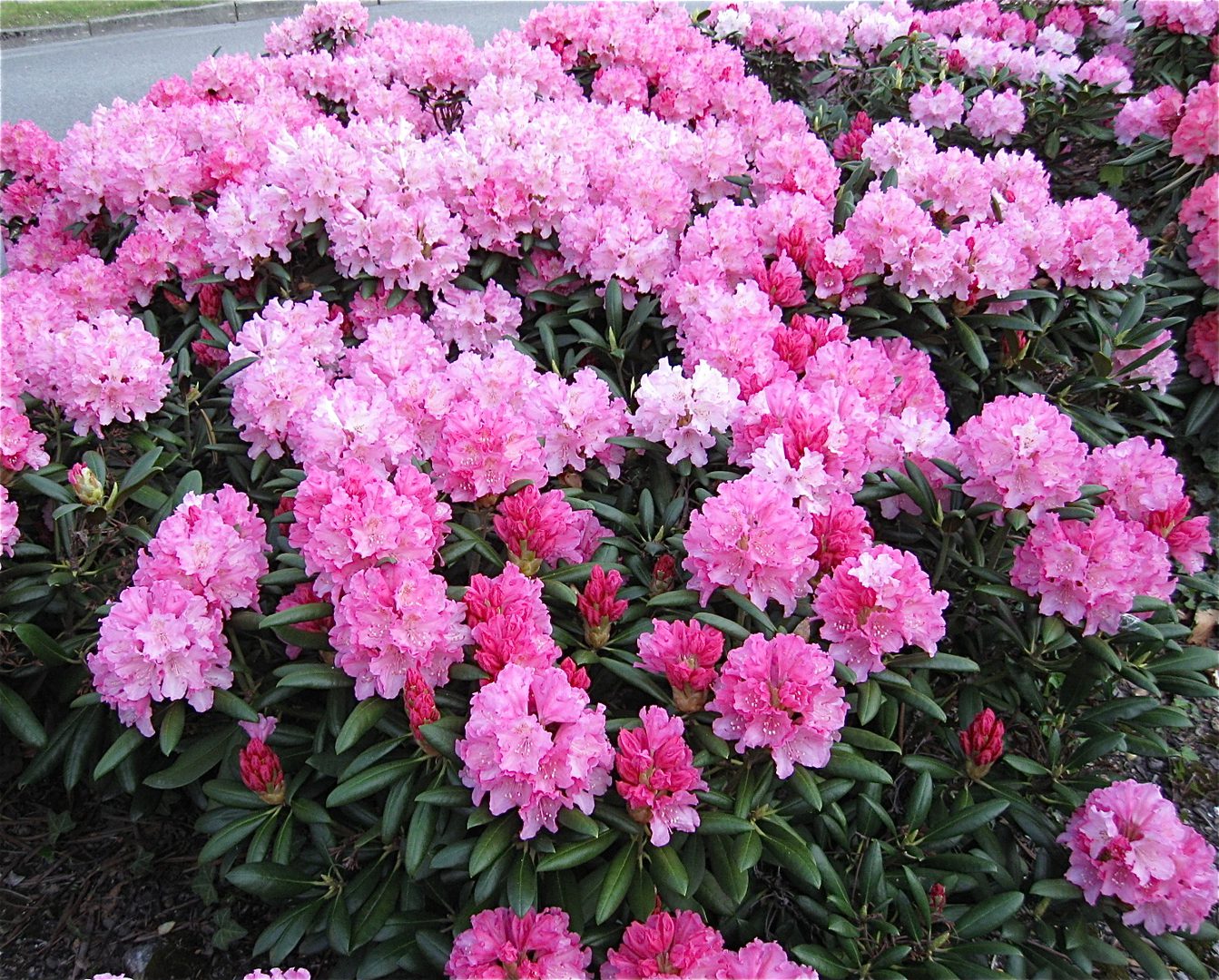 Pink rhododendron flowers in full bloom.