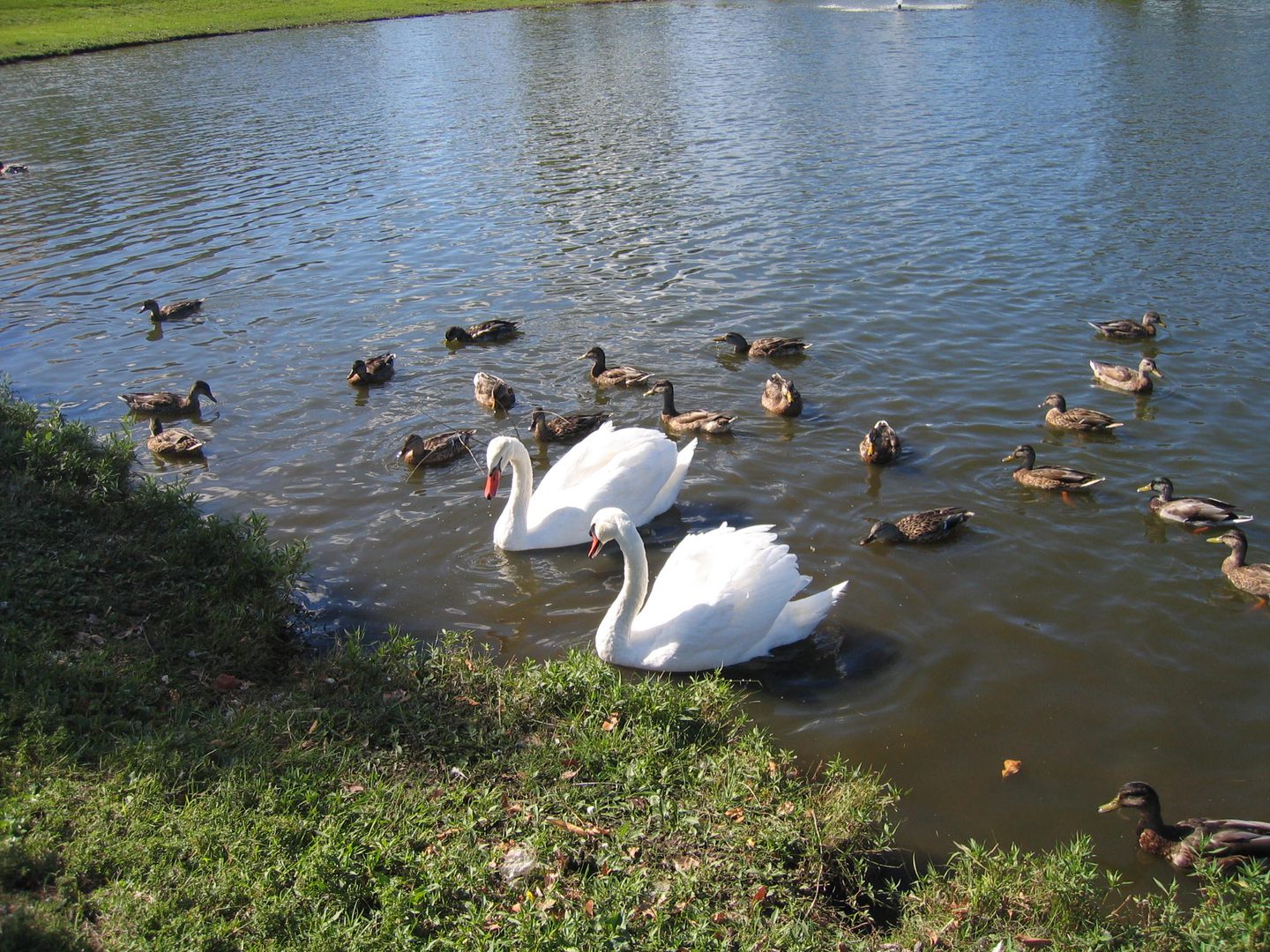 Swans and ducks swimming in a pond.