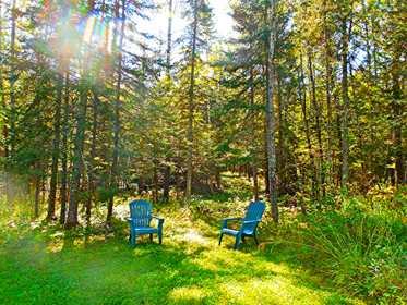 Two chairs in sunny forest clearing.