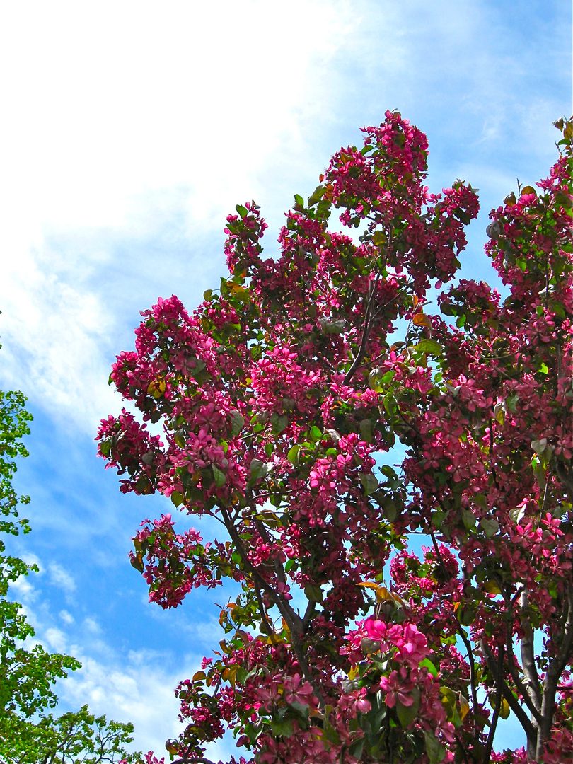 Pink flowering tree under a blue sky.