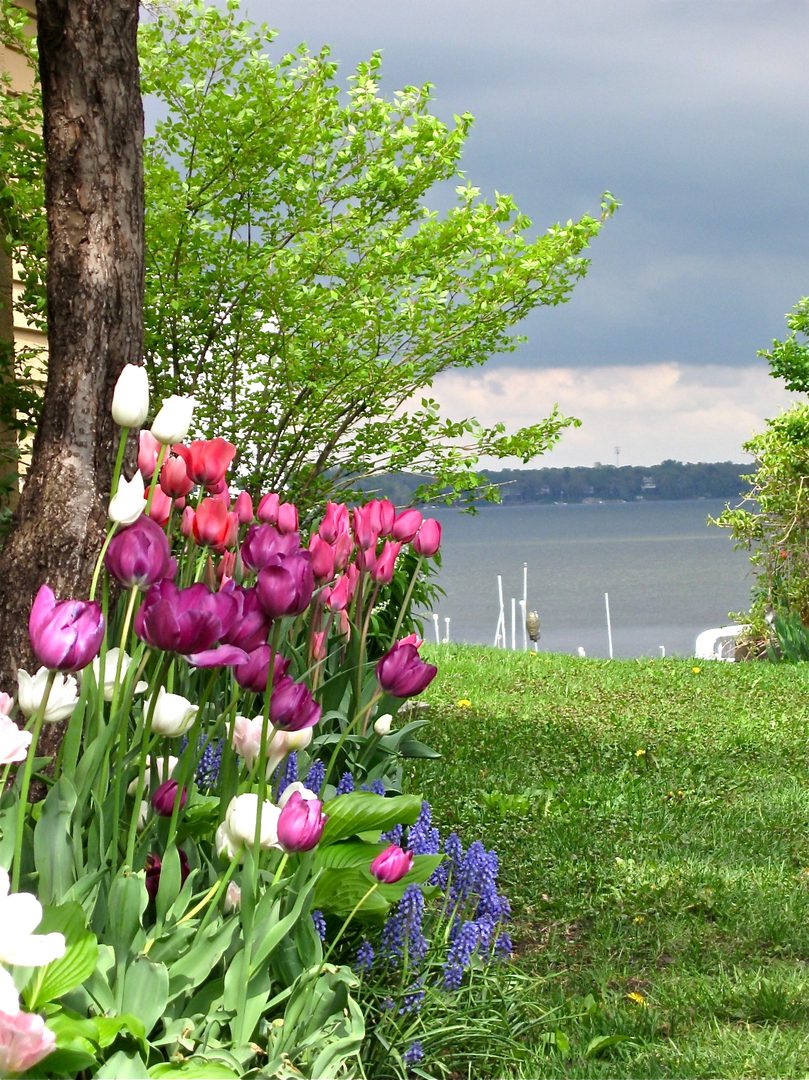 Colorful tulips by a lakeside garden.