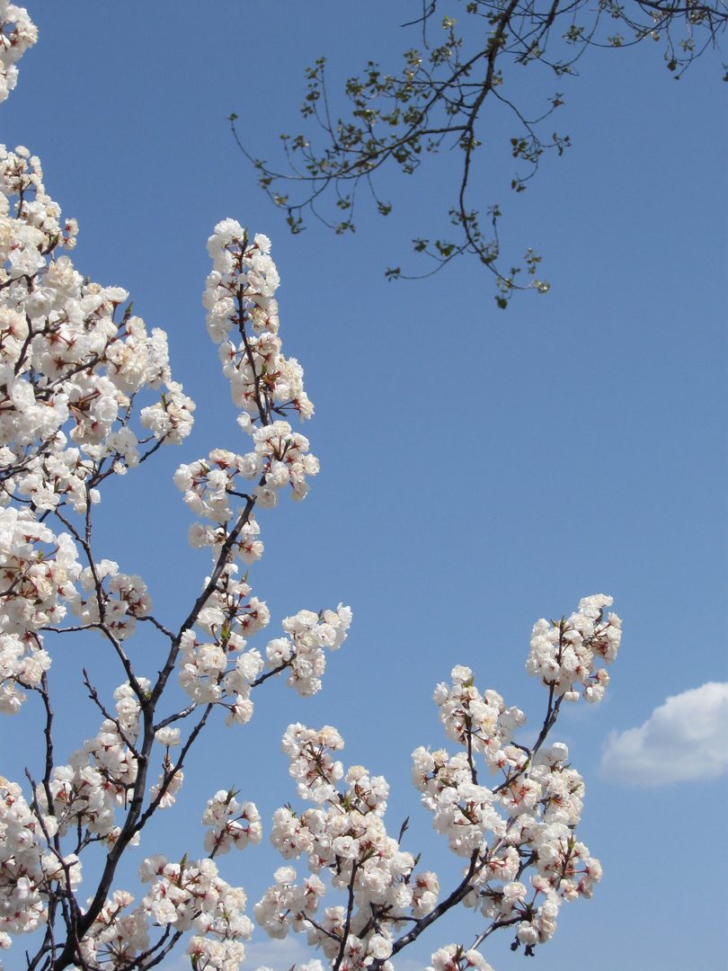Cherry blossoms against a clear blue sky.