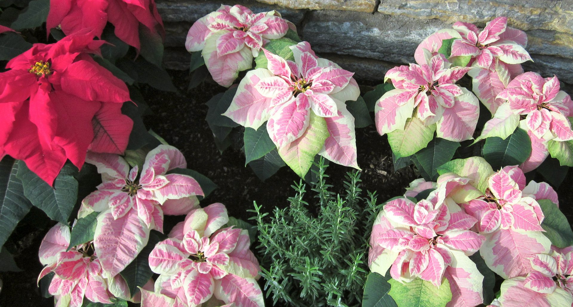 Pink and red poinsettias with greenery.
