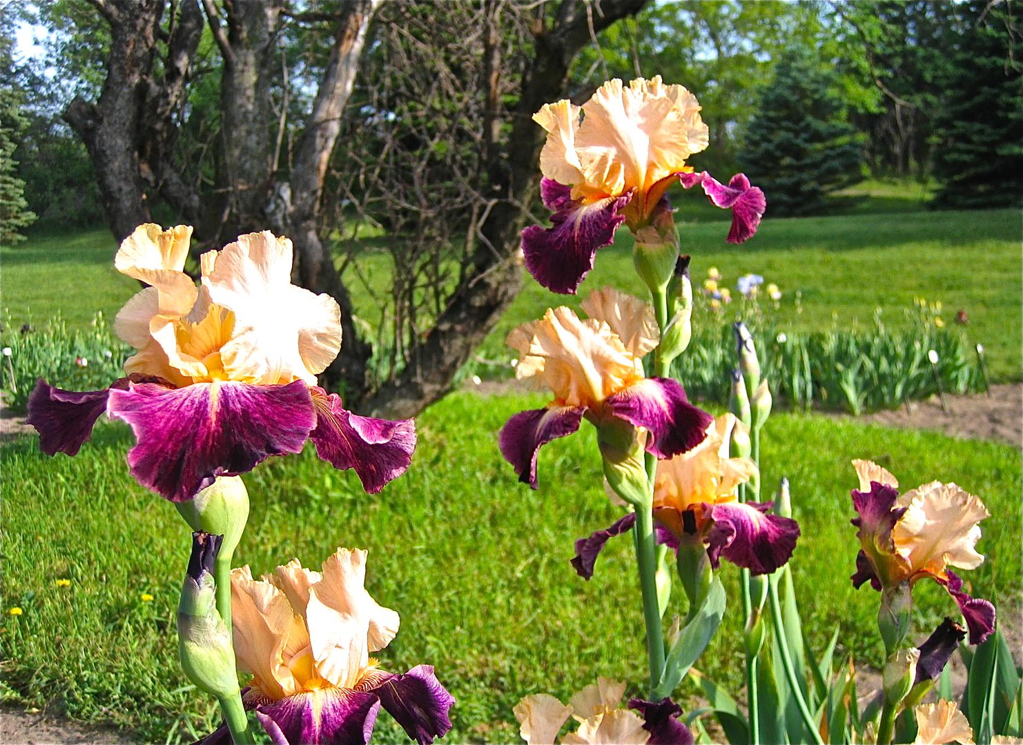 Colorful irises blooming in a sunny garden.