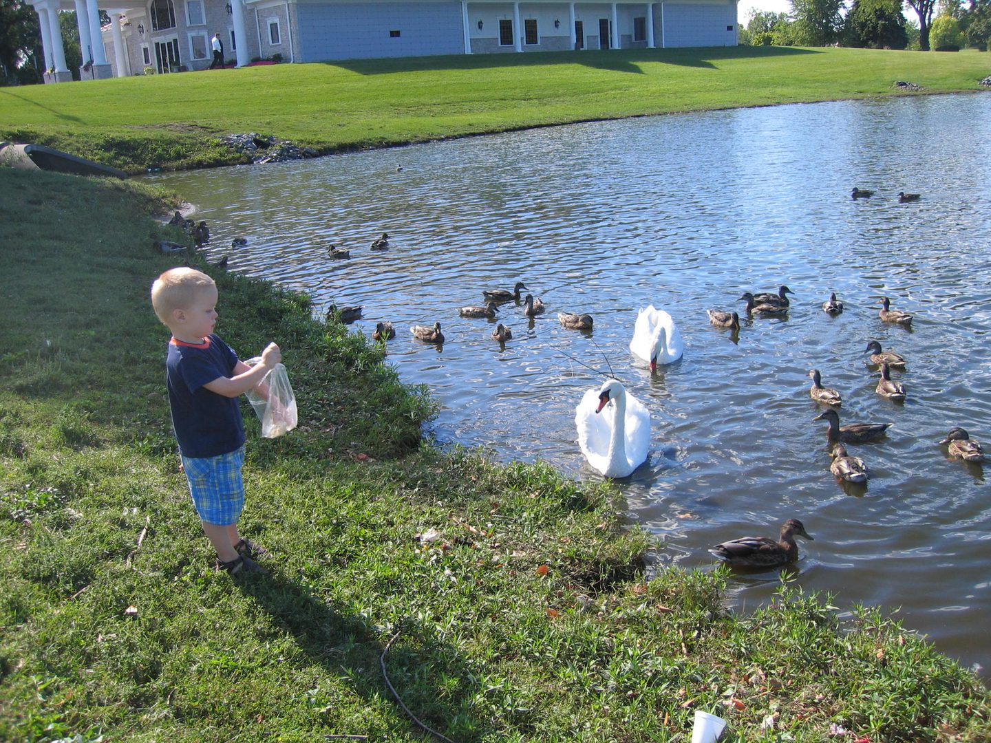 Child feeding swans and ducks by pond.