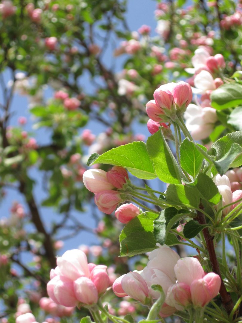 Apple blossoms with green leaves under blue sky.