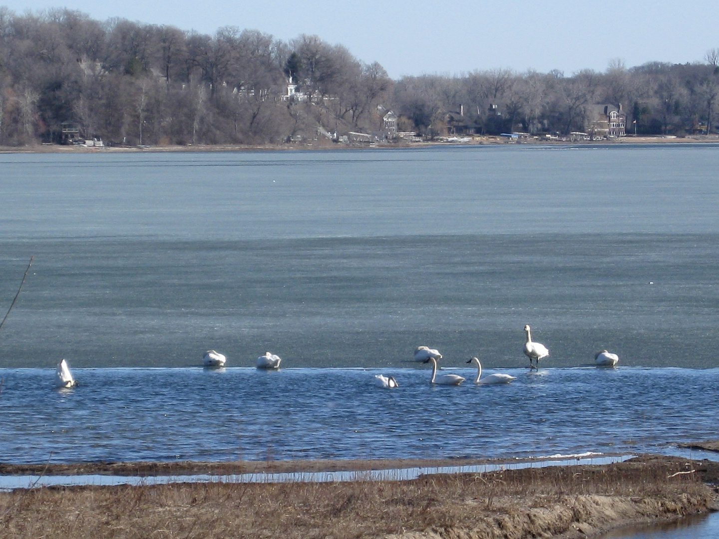 Swans swimming in a partially frozen lake.