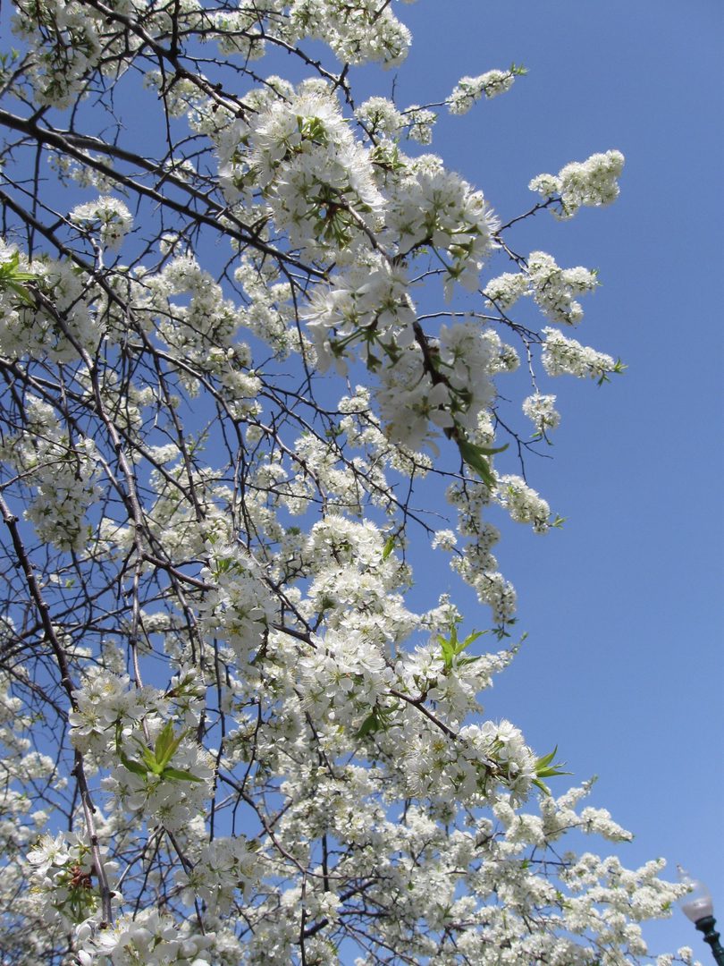 White blossoms on tree against blue sky.