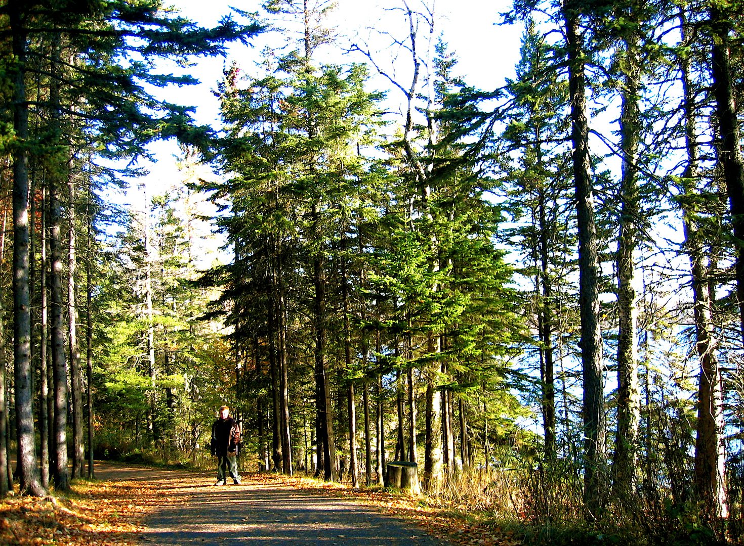 Person walking on forest path in autumn.