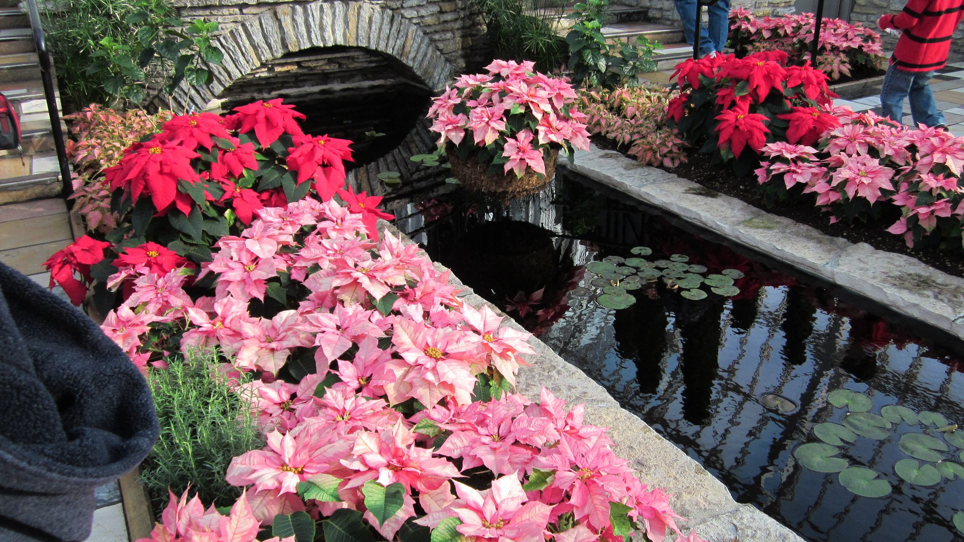 Poinsettias by a pond with bridge.