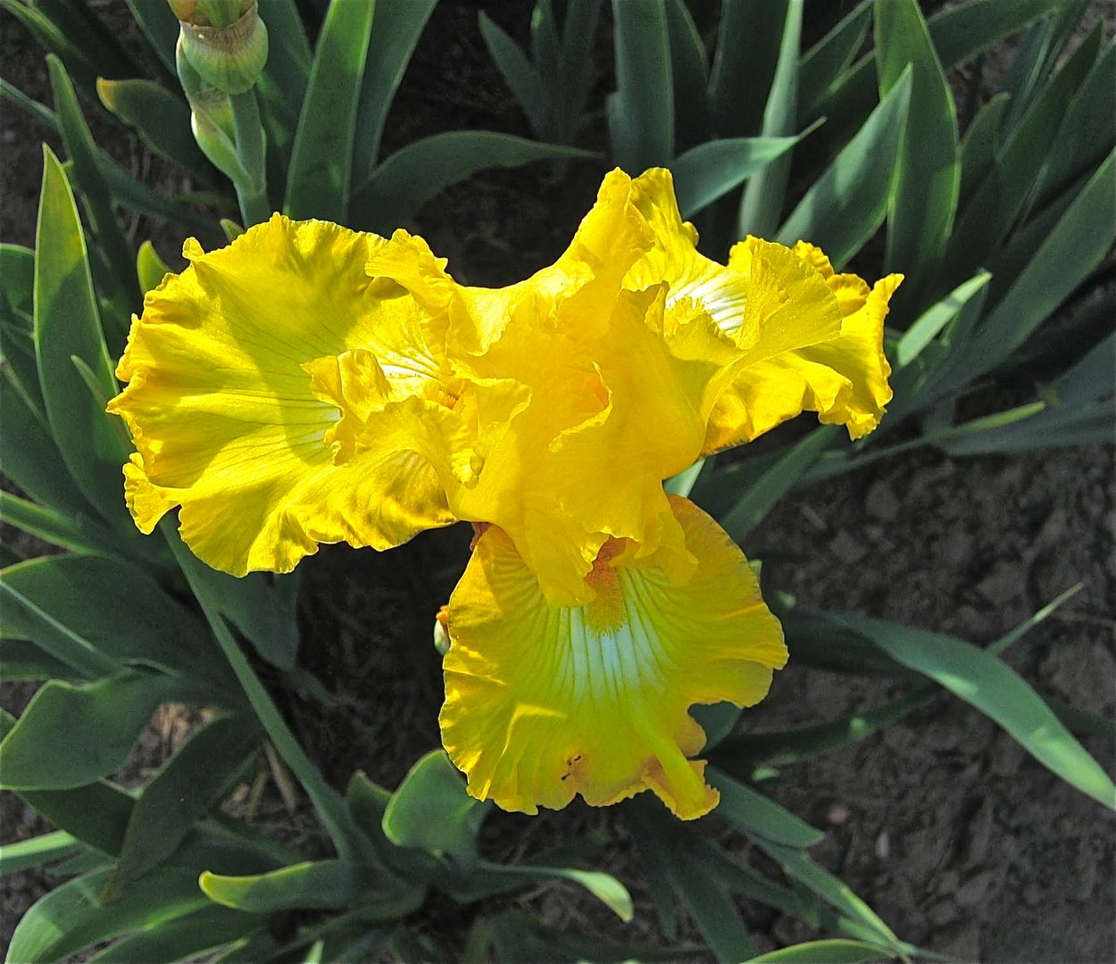 Bright yellow iris flower with green leaves.
