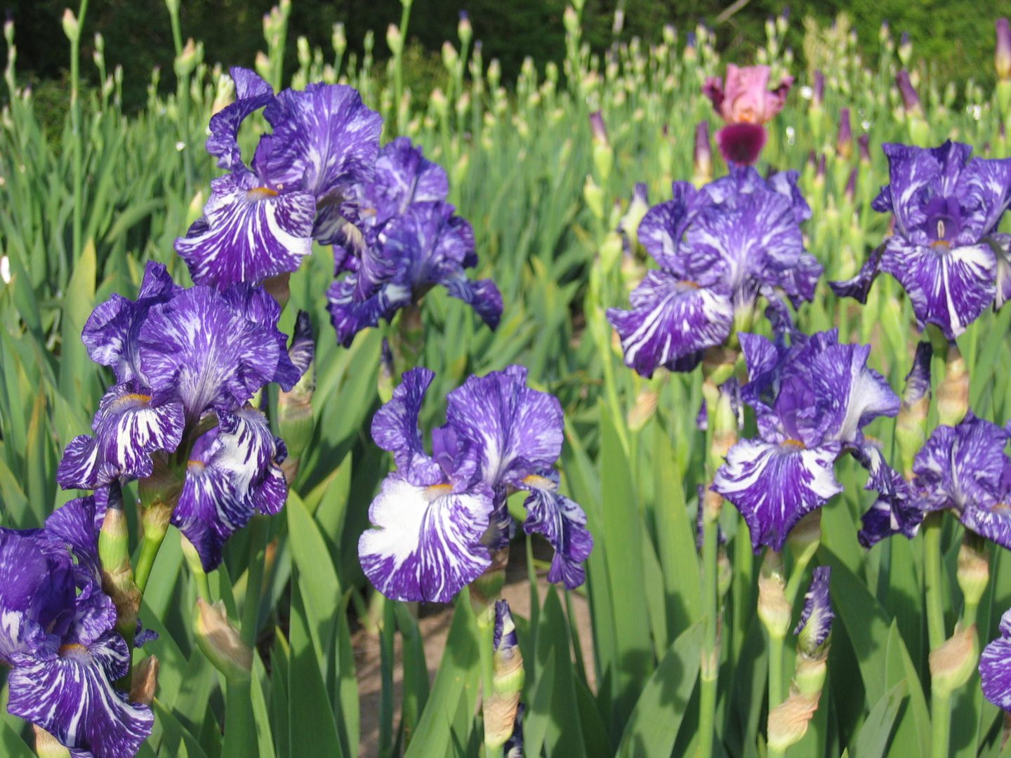 Purple irises blooming in a sunny field.