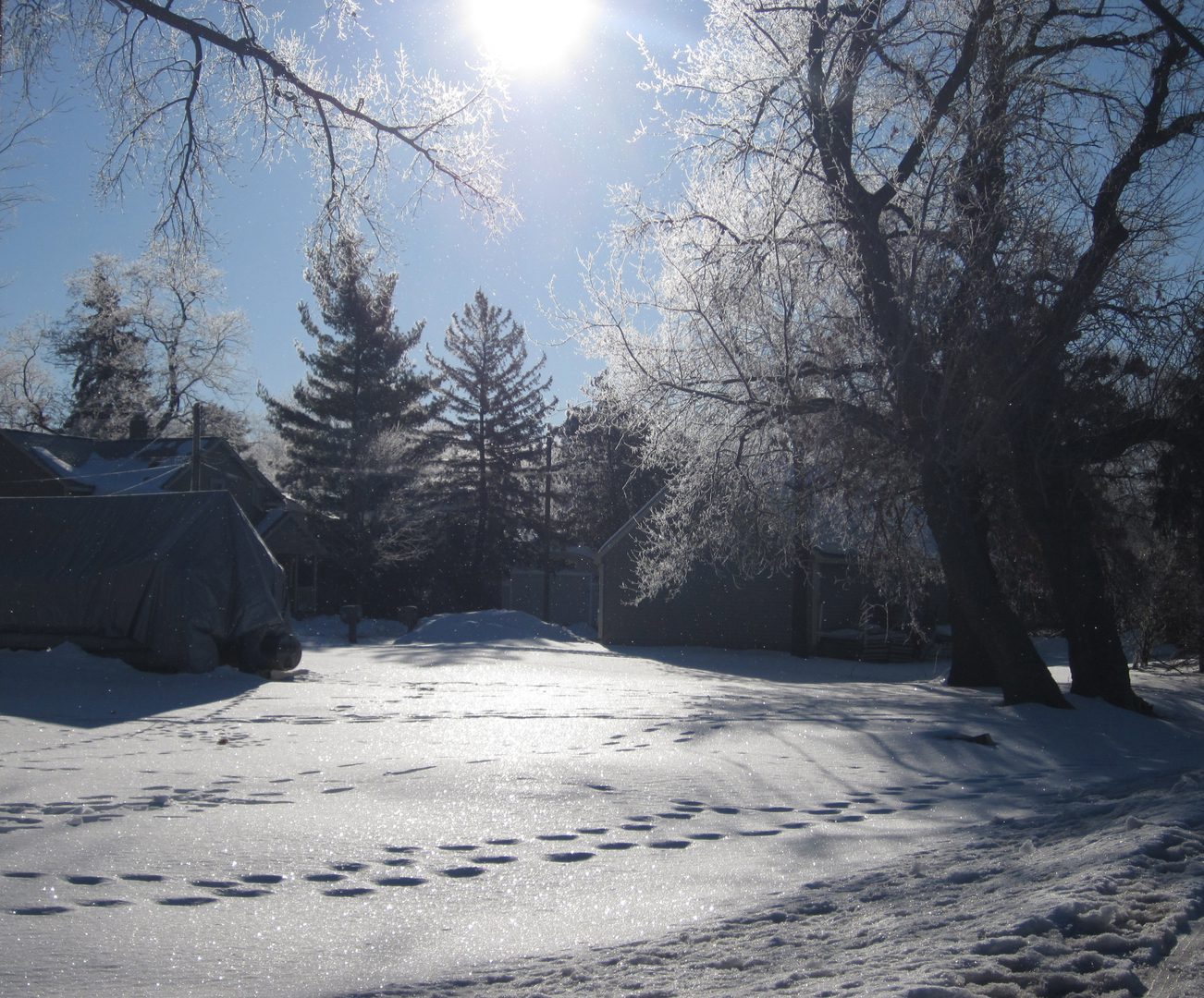 Snowy landscape with sunlight and trees.