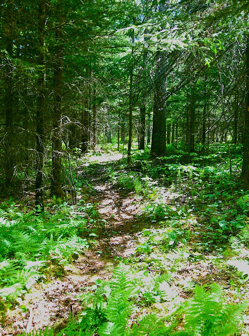 Forest path surrounded by lush green trees.