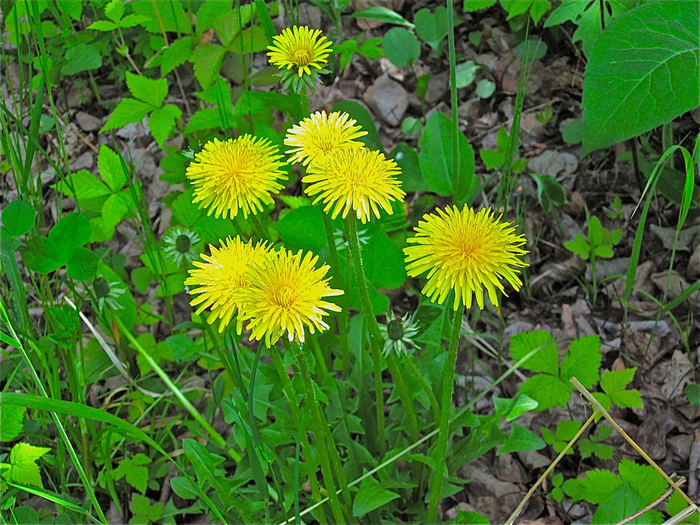 Yellow dandelions growing among green leaves.