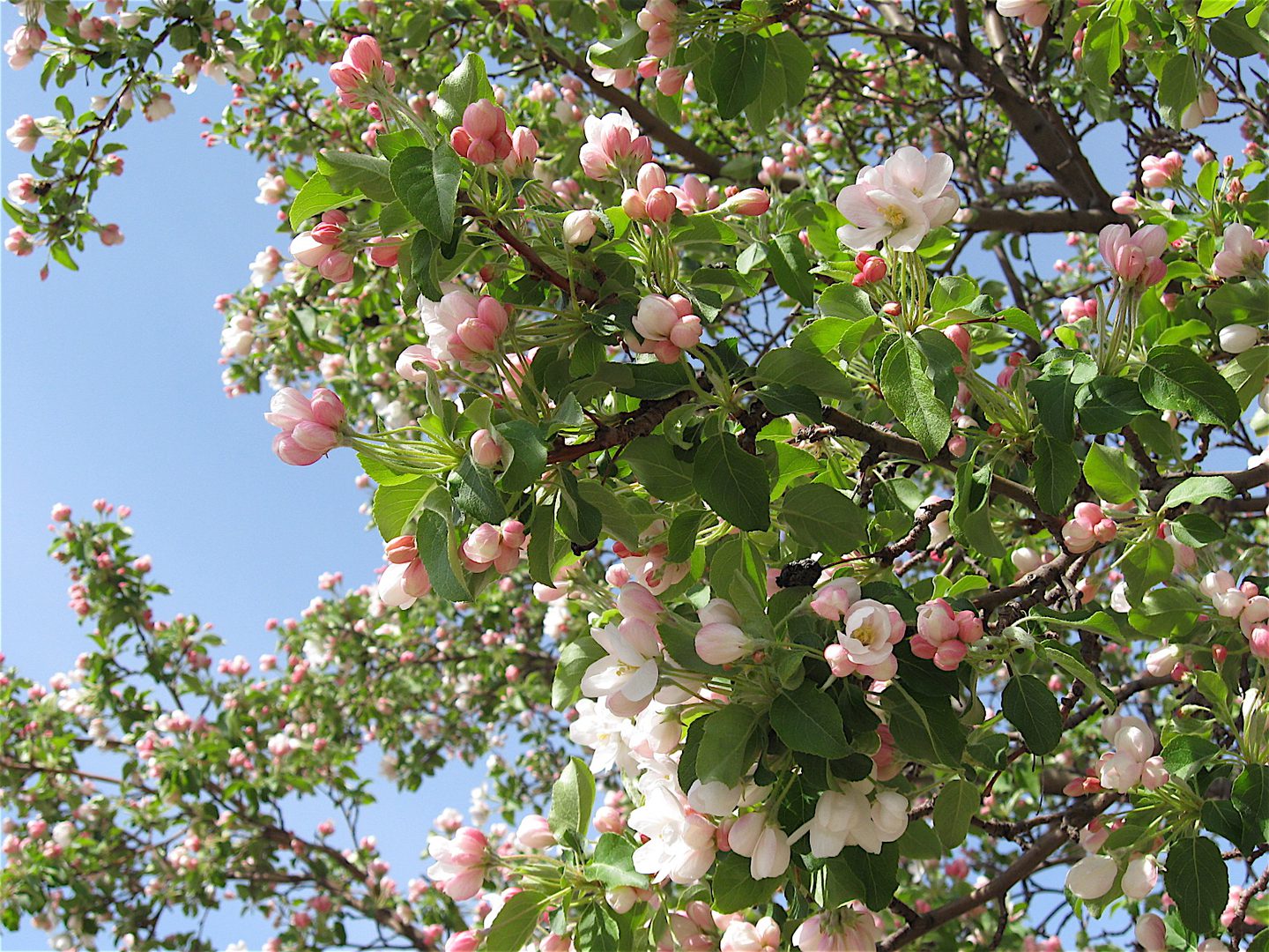 Blossoming tree branches against blue sky.
