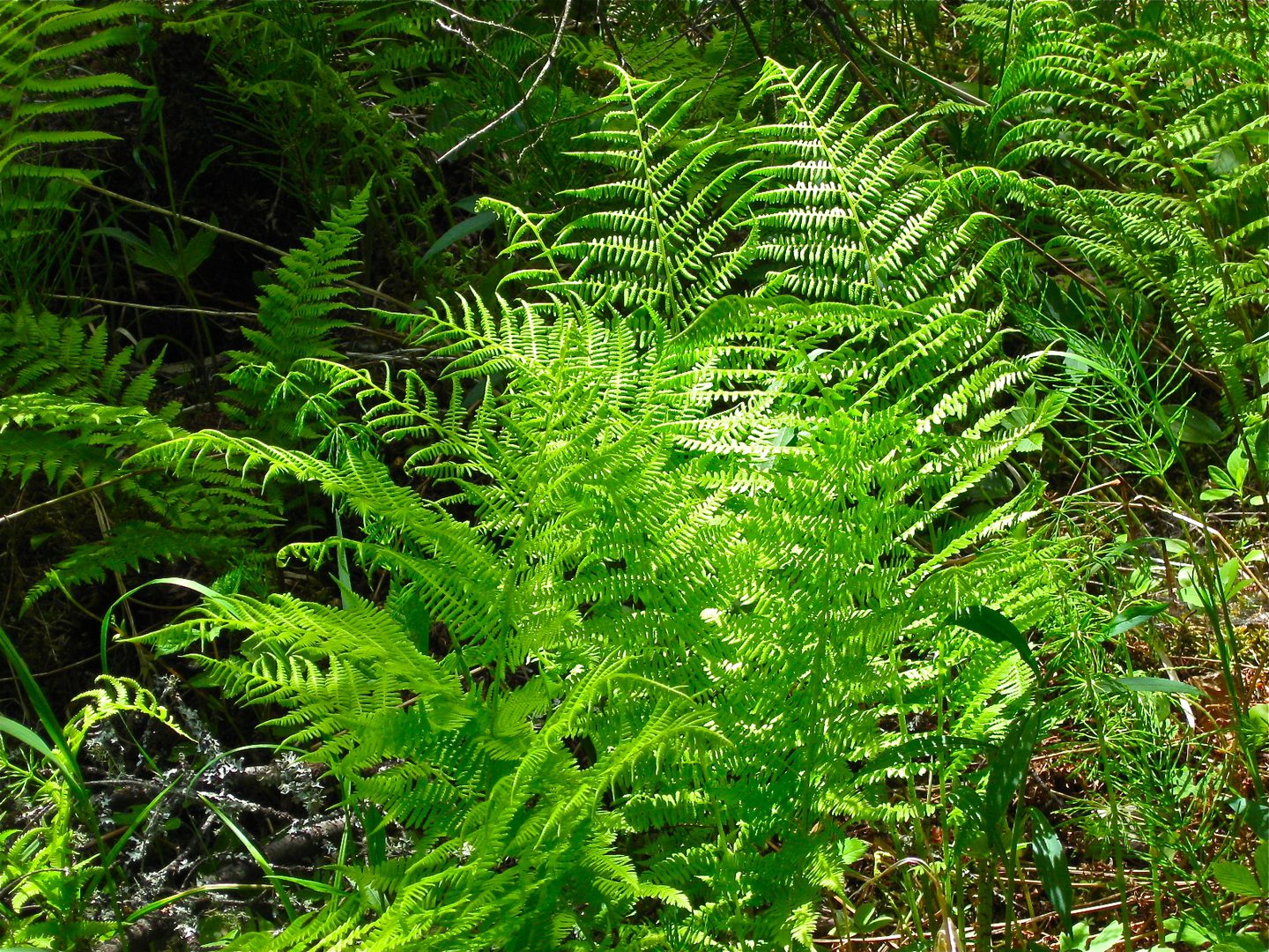 Green ferns in a sunlit forest.