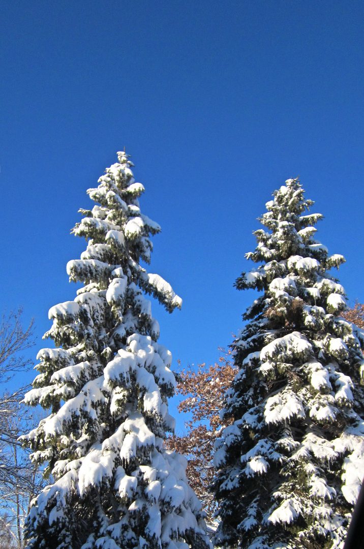 Snow-covered trees under clear blue sky.